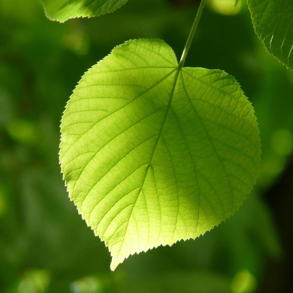 coagulantes vegetales